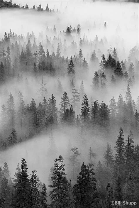 See more ideas about black and white aesthetic, white aesthetic, black and white picture wall. Valley Mist in 2020 | Mists, Forest wallpaper, Scenery