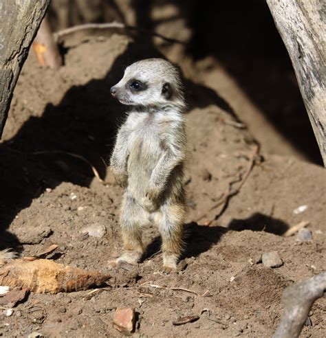 Free Images : nature, animal, cute, wildlife, zoo, fur, young, small