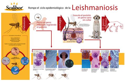 Leishmaniosis En Perros Qu Es S Ntomas Prevenci N Y Tratamiento