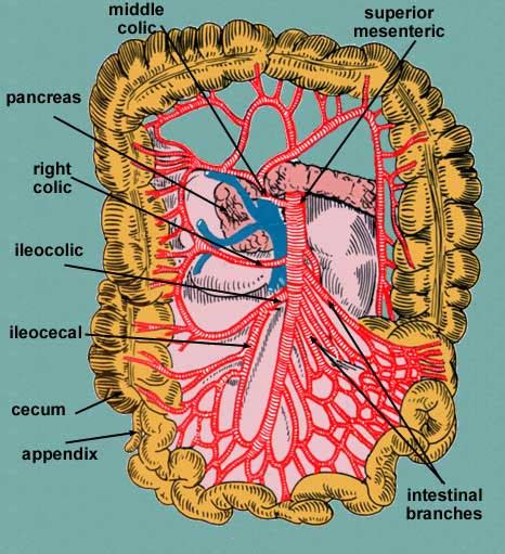Superior And Inferior Mesentery Arteries