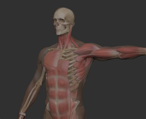 Artstation Anatomy 2021 3d Model Resources