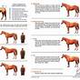 Horse Body Score Chart