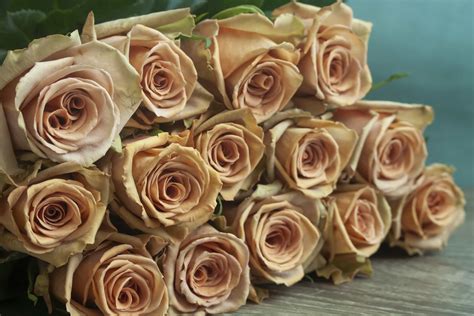 An easy or pleasant situation or task it was not all sunshine and roses— anthony 1a : Rose Toffee Available Now! | Holex Flower | Blog