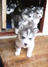 Maybe you would like to learn more about one of these? gif dog cute adorable fluffy husky puppy aww husky puppy ...