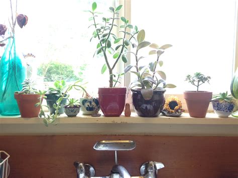 Thriving Windowsill Succulents Window Sill Houseplants Indoor Garden