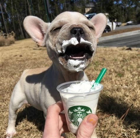 Starbucks Puppuccino The Must Have Treat For Dogs