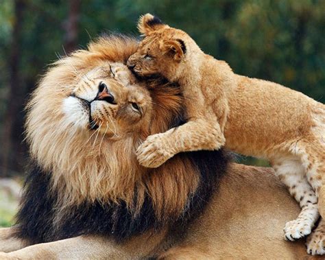 Incredible Compilation Of 999 Adorable Lion Photos Astonishing 4k