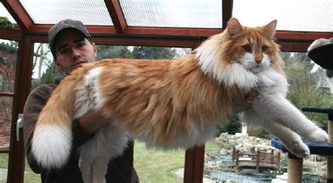 Norwegian Forest Cat Breed Information History Characteristics