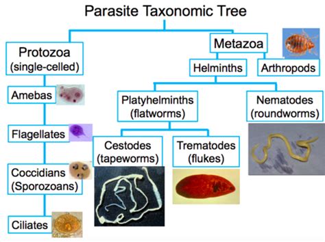 Micr Intro To Parasitology Intestinal Protozoans Block