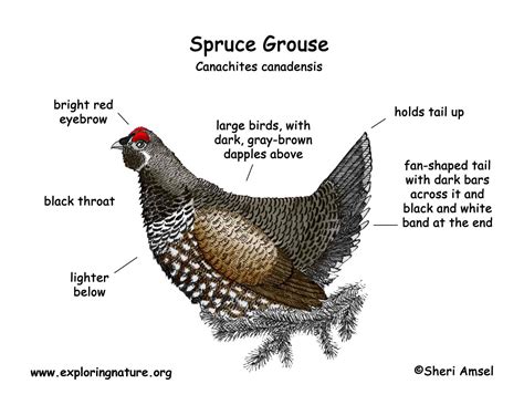Grouse Spruce