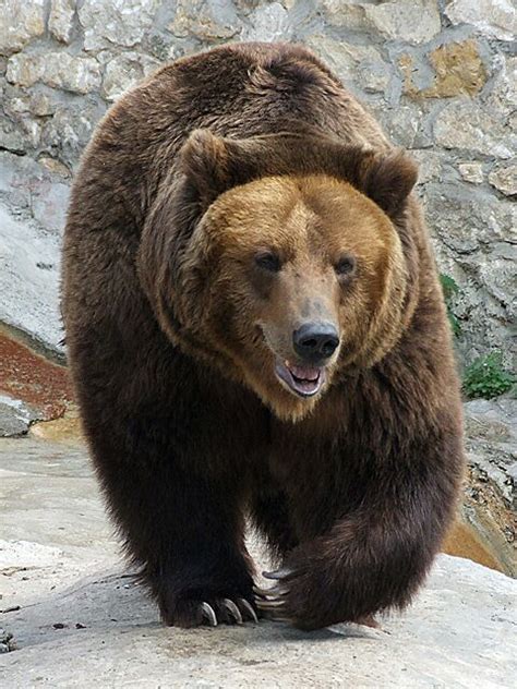 List Of Bears Wikipedia
