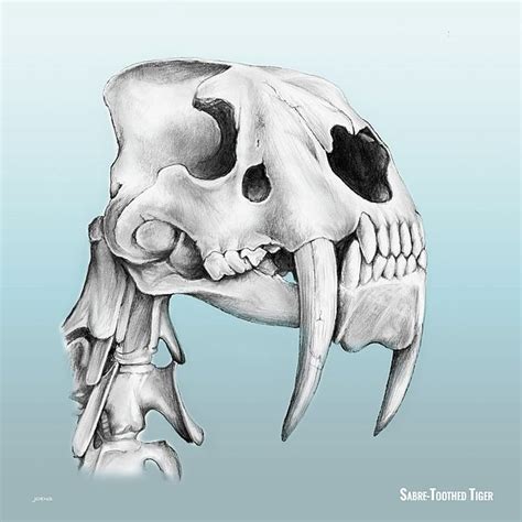 Pencil Sketch Of The Saber Tooth Tiger Tiger Drawing Skull Sketch