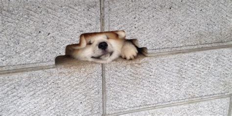 Arknights coebe stuck in the wall subtitled. Shiba Inu Looks Really Happy About Getting Its Head Stuck In A Wall | HuffPost UK