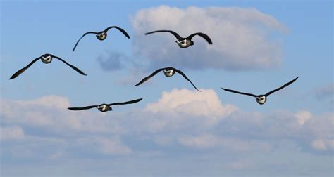 About Wild Animals 6 Amazing Facts About Migrating Birds