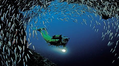 Scuba Diving Wallpapers 58 Images