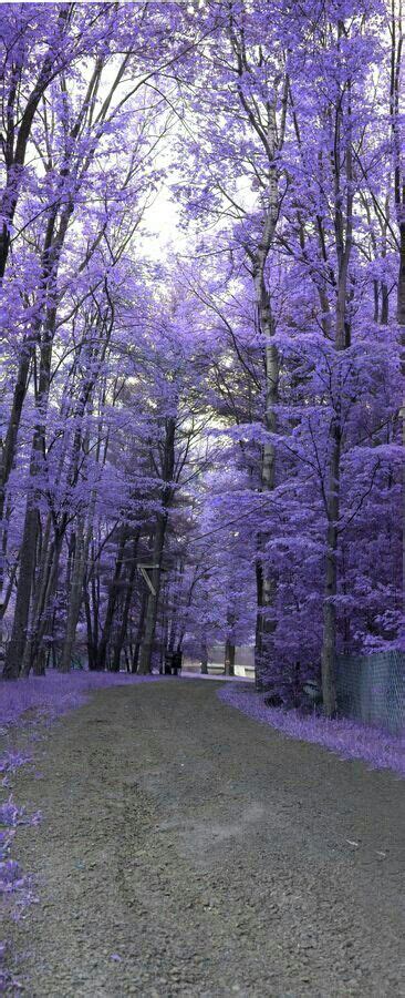 Purple Beautiful Nature Beautiful Tree Nature