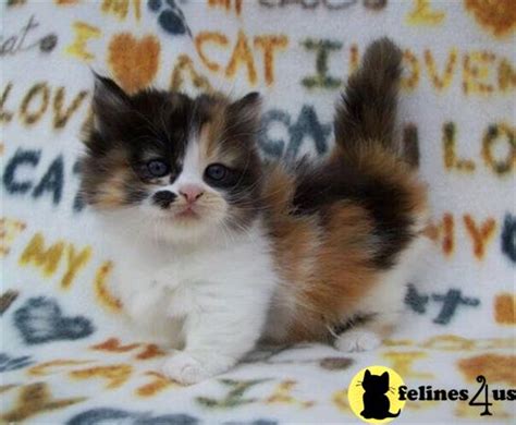 Munchkin Kitten For Sale Beautiful Gccf Tica Dual Reg Munchkin 5 Yrs