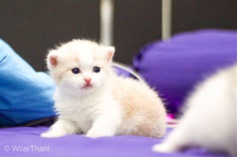 ไปรับแมวตัวแรกของบ้าน ชื่อ คุณแงว มูจิสก๊อตติสโฟลด์สีส้ม #scottishfold #สก๊อต. แมวสก๊อตติสโฟลด์ สายเลือดแชมป์ มีใบเพ็ดรับรอง | แคทดีวา ...