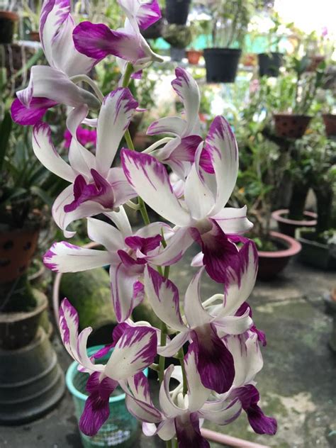 Hoa Phong Lan Vi T Vietnam Orchids Viet Orchids