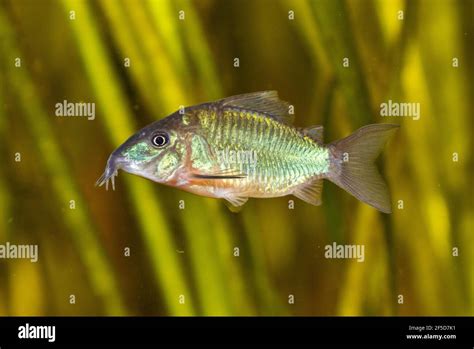 High Fin Brochis Emerald Catfish Corydoras Splendens Brochis