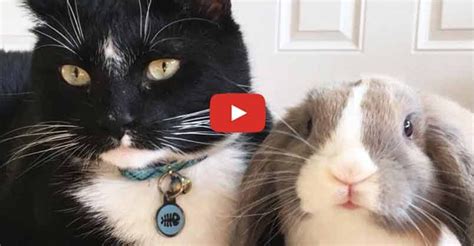 Feisty Cat Plays So Gently With His Bunny Best Friend Cats Rabbit