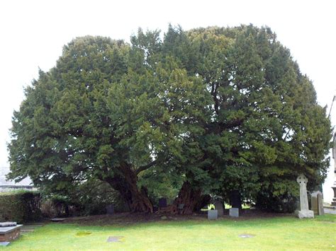 Prophecy Of The Oldest Tree In Wales The Legend Of The Angelystor Yew