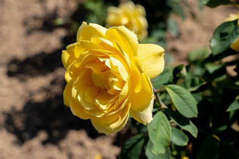Gold Glow Rose Live Plants Yellow Flower Hot Selling Products Cheap And Stylish Shopping Made