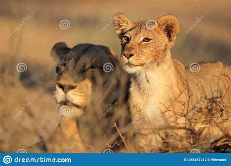 Beautiful Majestic Lioness And A Cub On A Sunny Field In The African