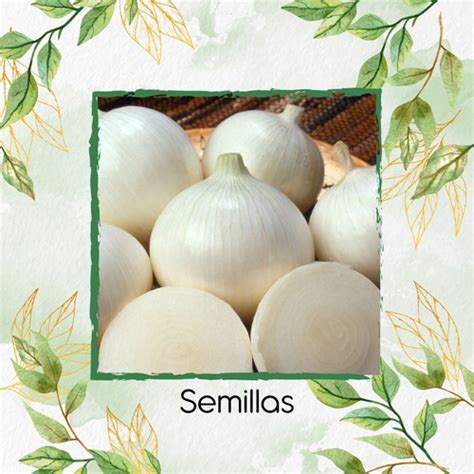 50 Semillas Cebolla Blanca Orgánica Para Maceta O Huerta Garden Green