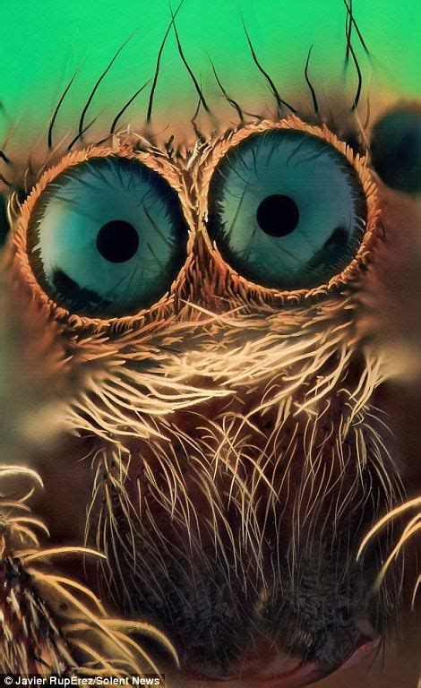 The Eyes Of The Spiders Are Particularly Impressive When Viewed From