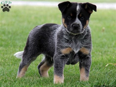 See more ideas about heeler mix, blue heeler, heeler. Blue Heeler mix puppy | Must love...cats & dogs ...