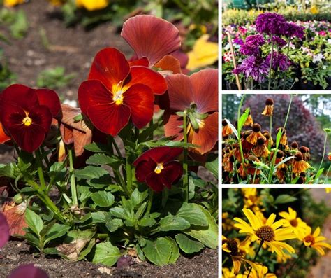 10 Fall Blooming Plants Youll Love For Adding Late Season Color To
