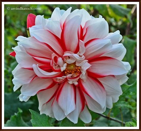 Arvind Katoch Photography Beautiful White Flower With Blend Of Red
