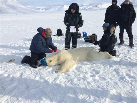 Polar Bear Shot Dnpassa