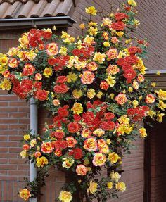 Maybe you would like to learn more about one of these? The Most Fragrant Roses for Your Garden (With images ...