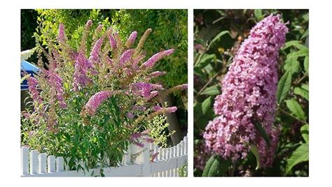 Pink Delight Butterfly Bush — The Garden Kingdom