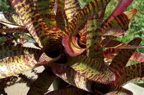 Best Bromeliads For Full Sun Tropical Looking Plants Other Than