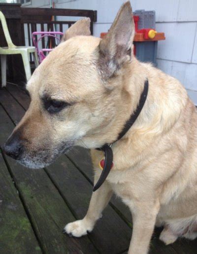 Brooklyn Available German Shepherd Dog At Shepherds Hope Rescue