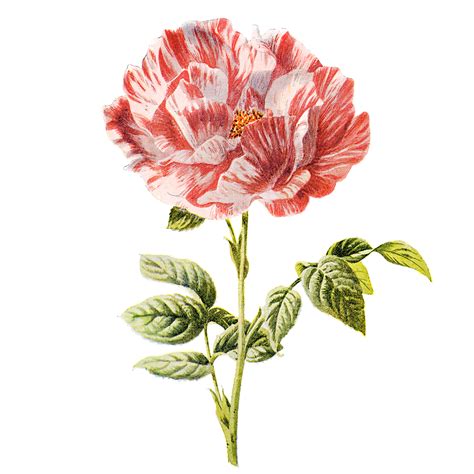 Collection by arlene groepper • last updated 16 hours ago. free png vintage flower collection on Behance