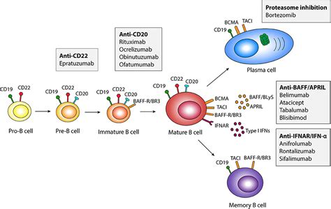 Frontiers B Cell Therapy In Systemic Lupus Erythematosus From
