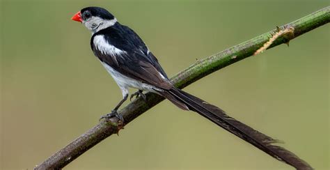 Pin Tailed Whydah In Uganda African Birding Trips Africa Adventure