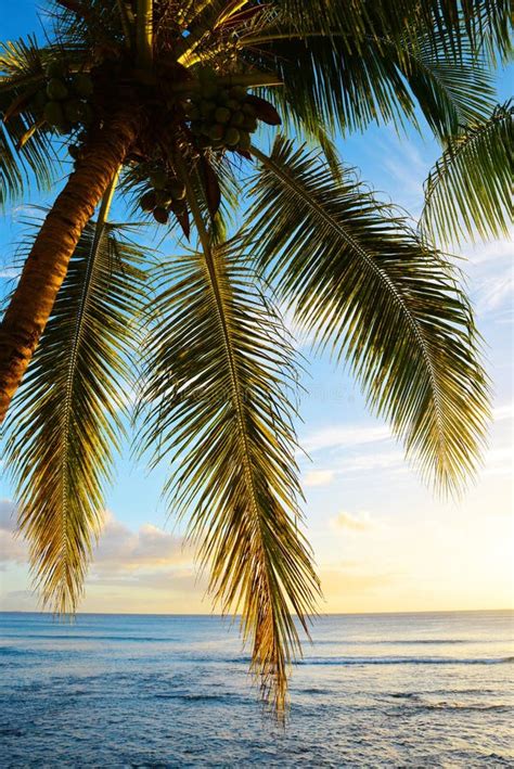Coconut Palm Trees On Tropical Sandy Beach Of Mauritius Island Stock