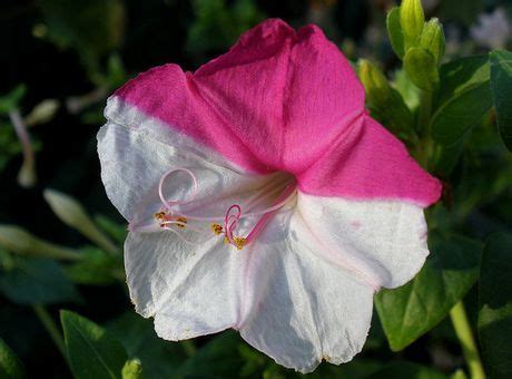 They�re very versatile too, as the seeds of the 4 o�clock can be sown directly into the soil or. Mirabilis Plant Growing Guide | Four O'clock Flower ...