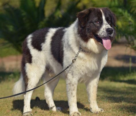 Greek Shepherd Dog History Temperament Care Training Pictures