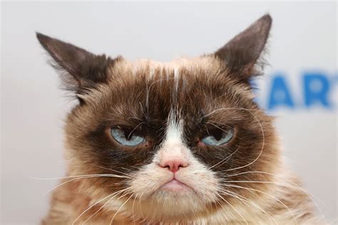 World Famous Grumpy Cat Dies