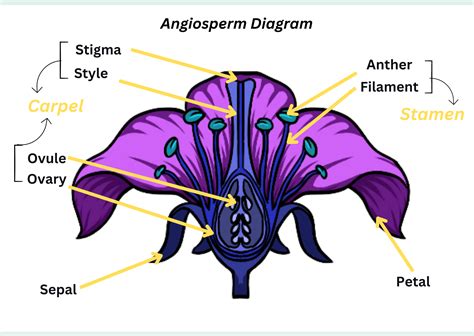 Draw And Label A Diagram Of An Angiosperm Flower Quizlet
