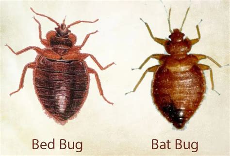 8 Bugs That Look Like Bed Bugs Pestvenge