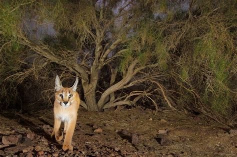 Caracal Picture Image Abyss