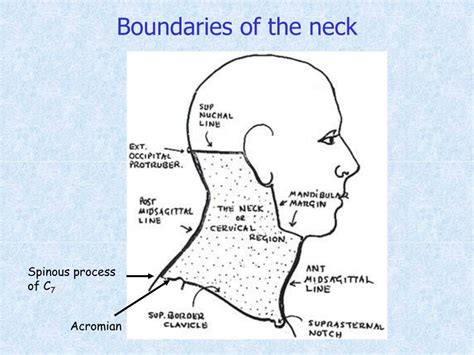 Anatomy Of Neck Triangles