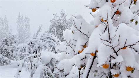 Download Wallpaper 1920x1080 Snow Trees Anomaly Weather Peaches